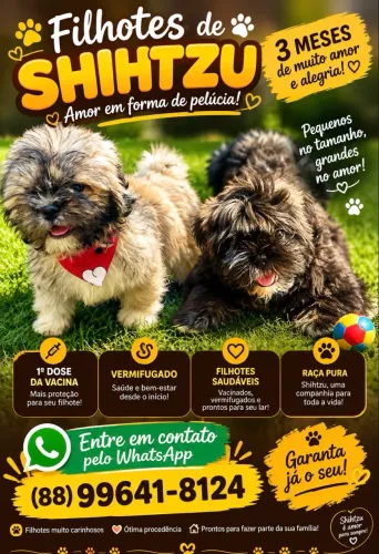 Filhotes de Shihtzu