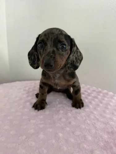 Filhote Dachshund Salsicha 
