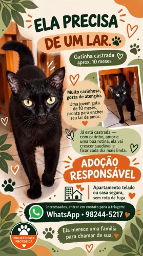 Gata preta castrada 10 meses