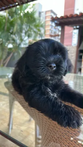 Cachorro Shih Tzu