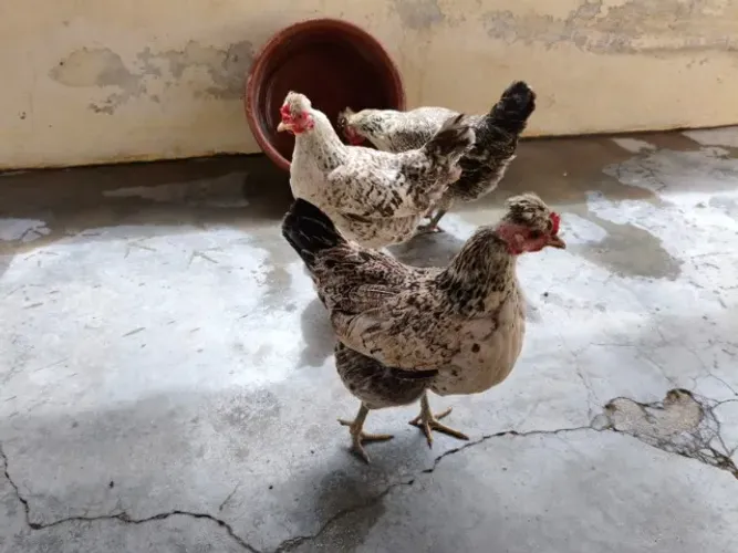 Galinhas Mansas