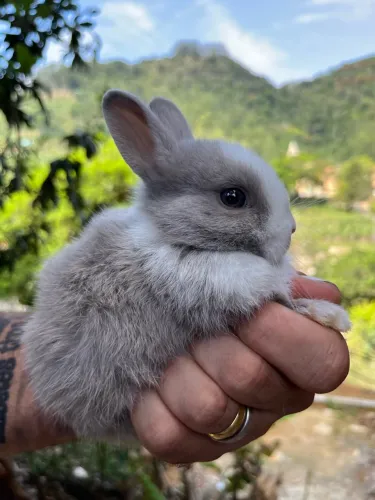 Coelho mini 