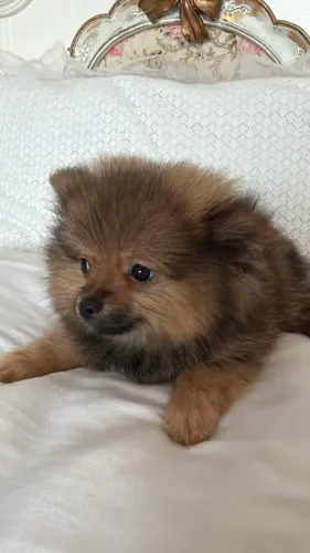 Cachorro Sptz alemão
