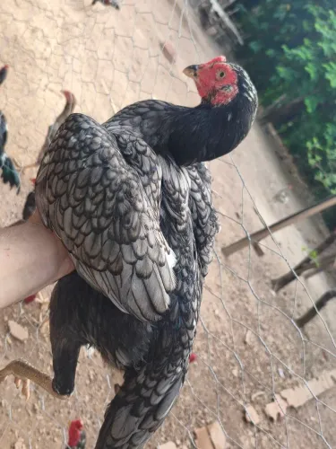 Frangos frangas e pintos cariocas