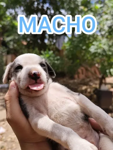 Filhotinhos de VIRA-LATA para adoção