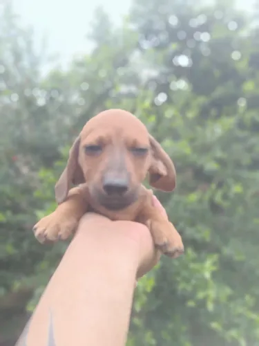 Filhote de dachshund Basset