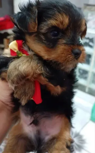 York Machinho e Fêmea Disponíveis