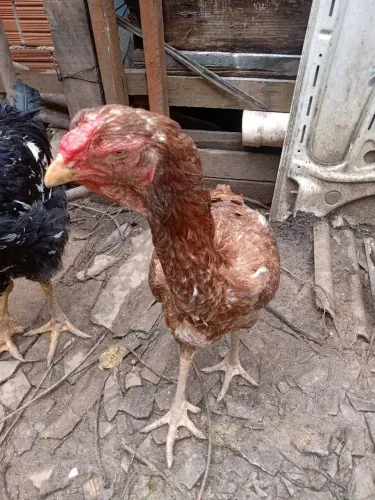 Galinha IG genética Delson Arruda x Hokaido