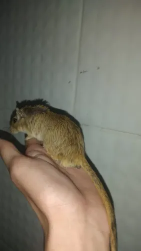 Casal de gerbil ou esquilo da Mongolia