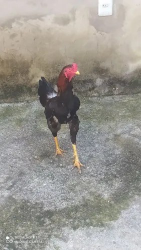 GALO NOVO