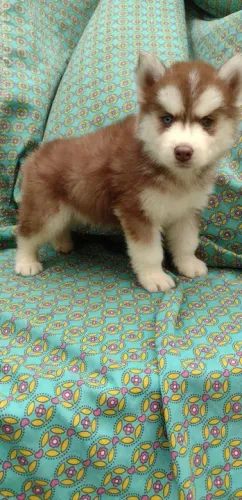 Husky Siberiano Deu a Louca na Reborn pets, SUPER PROMOÇÂO Para aquisição imediata 