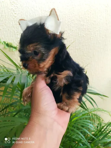 Yorkshire terrie machinho minúsculo!!!