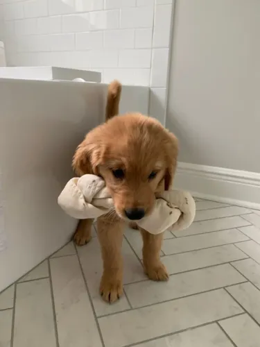 Filhote Golden Retriever um cão para te roubar as toalhas kkk