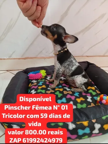 Pinscher Fêmea tricolor 