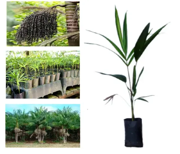 30 Mudas de Palmeira Juçara Para Plantio