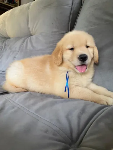 Filhote de Golden Retriever disponível 
