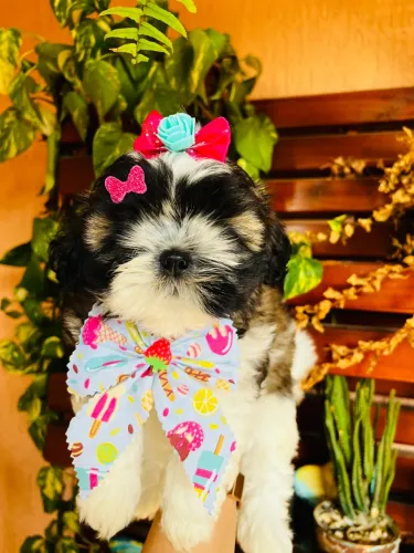 Filhote Shih Tzu Charmoso e Fofo