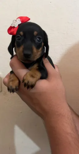 Dachshund Filhote - Puro e Saudável