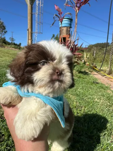 filhote shih tzu macho