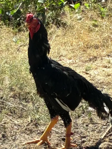 Frango bico curto, muita saúde e bonito forte demais