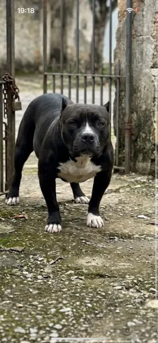 Filhotes de american bully