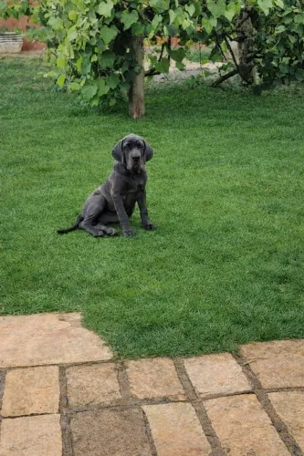 Filhote de Cane Corso com Pedigree