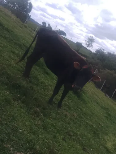 Vaca com cria
