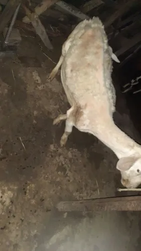 Carneiro white dorpe 1 muda