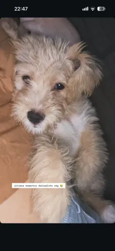 Cachorrinho
