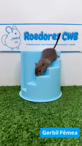 Gerbil/Esquilo da Mongólia (Roedores CWB)