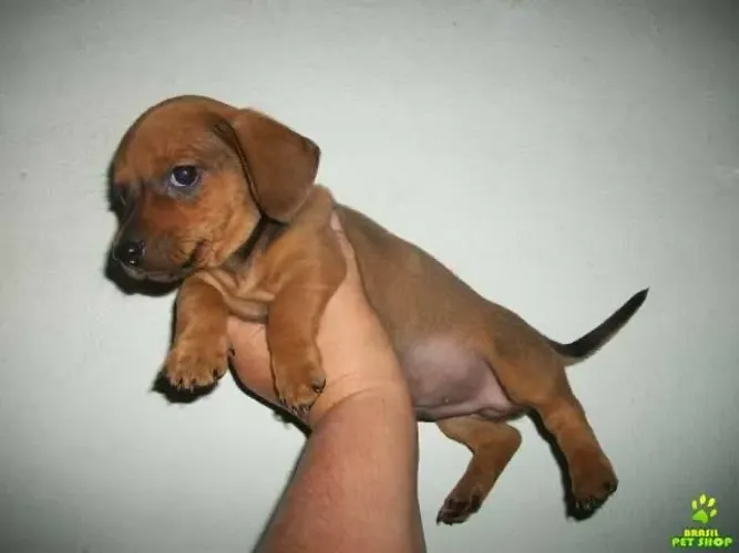 Cachorro salsicha filhote 