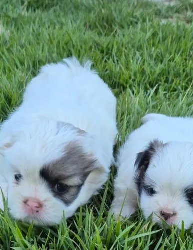 Vendo cachorro macho 