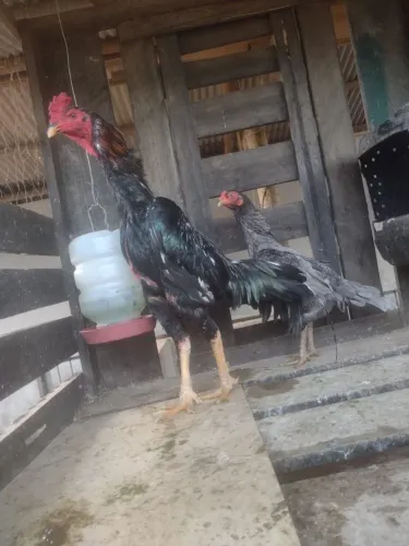 Casal de índio costeiro 