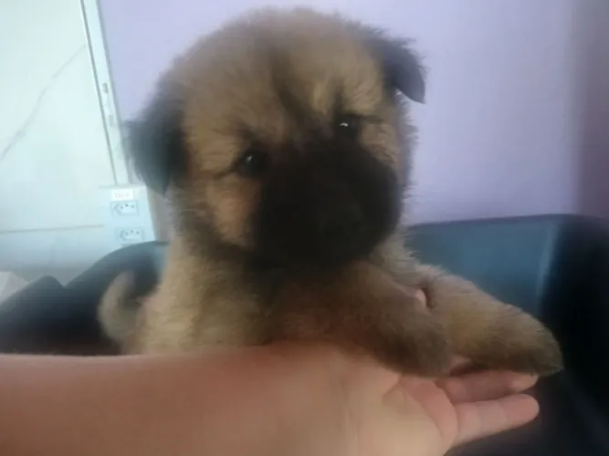 Cachorra