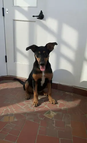 doa-se pet bom retiro centro