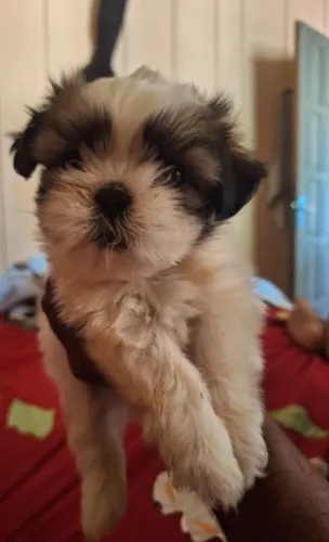 Shit Tzu fêmea