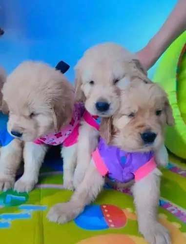 Golden retriver lindos por naturesa