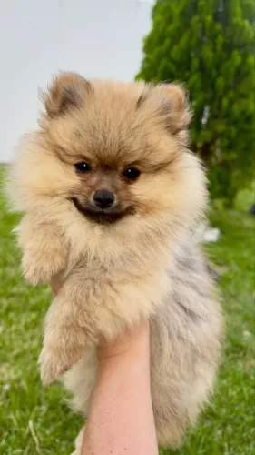 Spitiz alemão - Lulu da pomerania