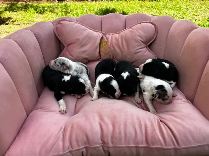Filhotes de Border Collie Disponíveis para Reserva