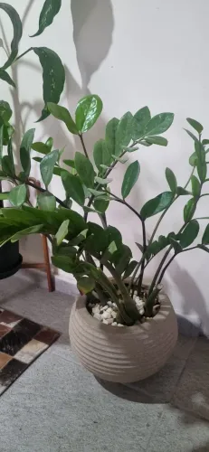 Zamioculca (Planta)