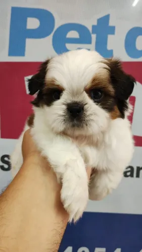 Macho disponível de Shitzu - Com 45 dias, Vermifugado e Vacinado