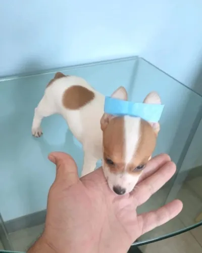 Pinscher macho 