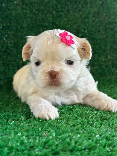 Shih Tzu Fêmea Alto Padrão Branca 