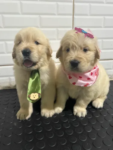 Filhotes de Golden Retriever 