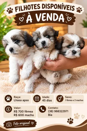 Ihasa Apso