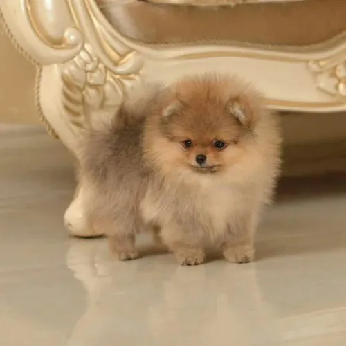 Uma lindeza de filhotes de Lulu da Pomerânia!!!