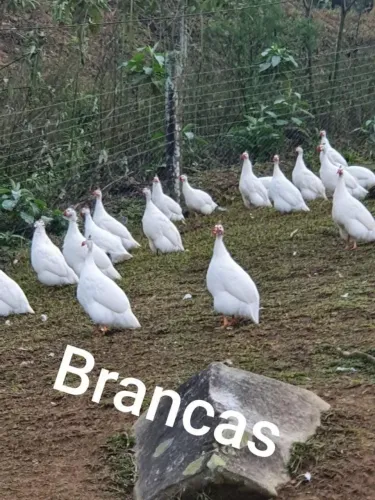 Galinha de Angola adulta branca e chocolate