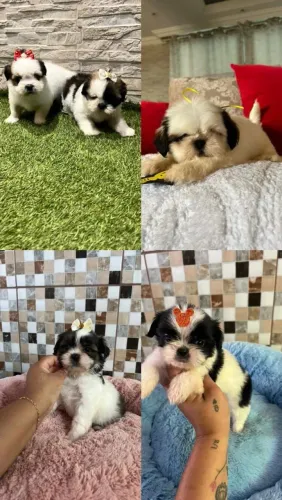 Shih Tzu Mini 