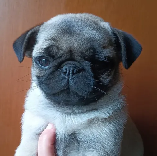 Fêmea pug com 2 dose da vacina importada
