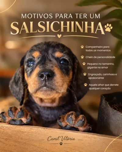 Dachshund